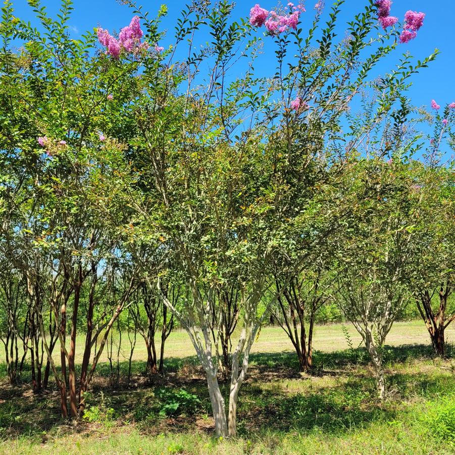 Lagerstroemia 'Lipan' - Crapemyrtle from Jericho Farms
