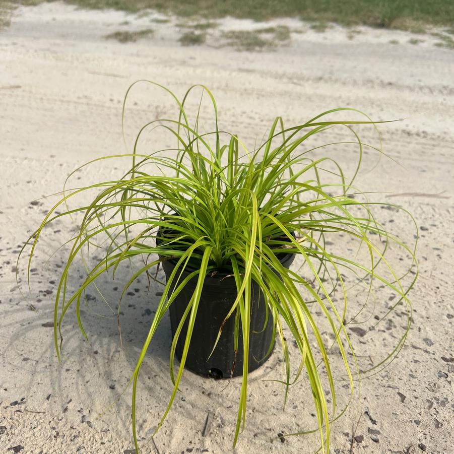 Carex oshimensis EverColor® 'Everillo' - Sedge from Jericho Farms