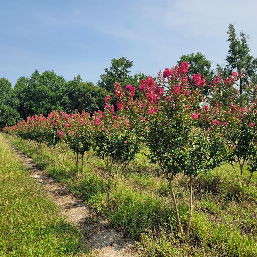 Lagerstroemia indica x fauriei 'Tonto' - Crape Myrtle from Jericho Farms
