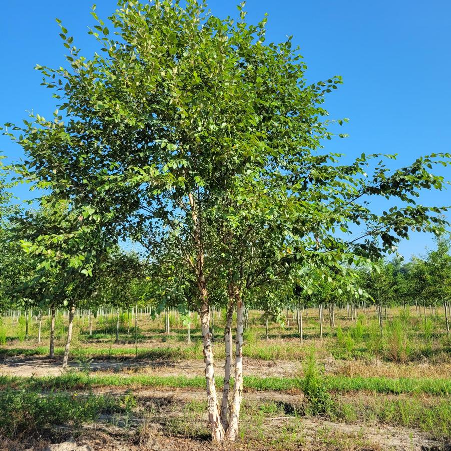 Betula nigra 'Dura Heat�' - Birch from Jericho Farms