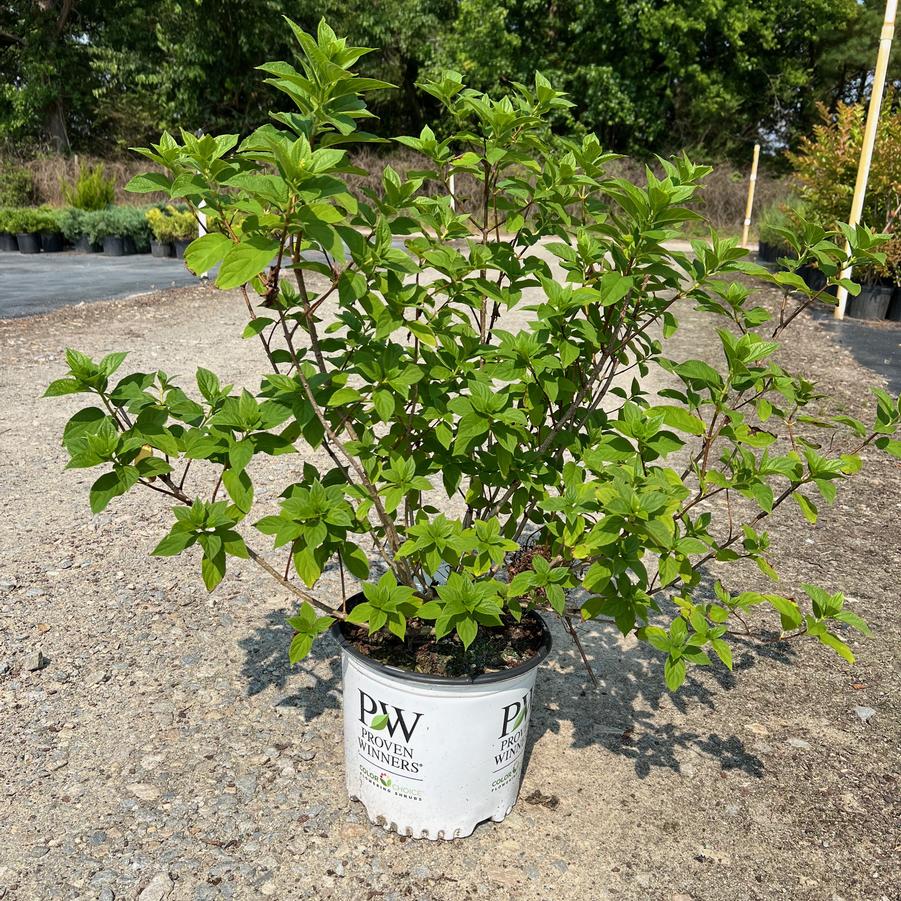 Hydrangea paniculata 'Limelight' - Panicle Hydrangea from Jericho Farms