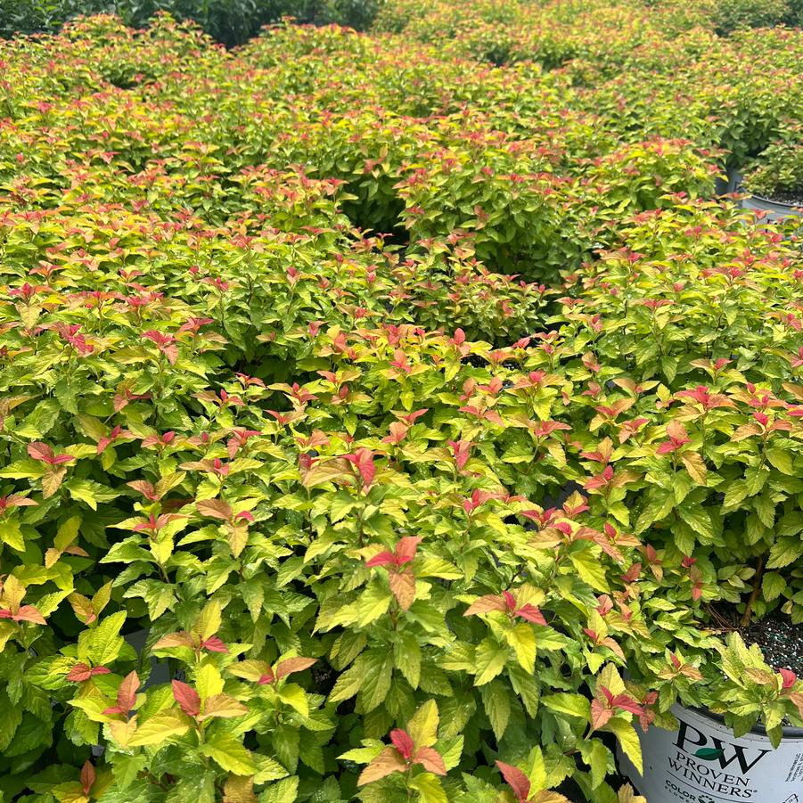 Spiraea japonica Double Play® 'Candy Corn®' - Spirea from Jericho Farms