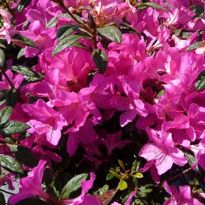 Rhododendron Encore® Autumn Amethyst®