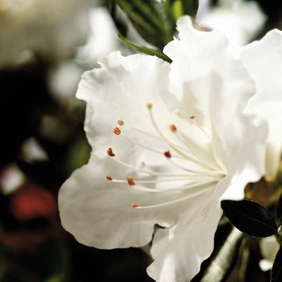 Rhododendron Encore® Autumn Angel®