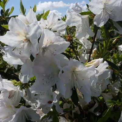 Rhododendron Mrs. G.G. Gerbing