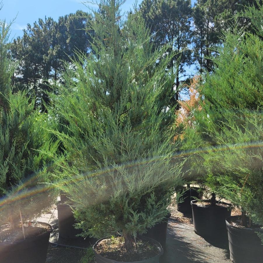 Juniperus virginiana 'Burkii' - Juniper from Jericho Farms