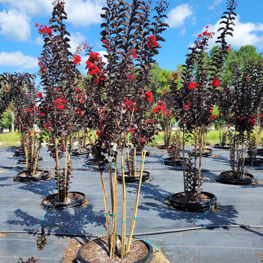Lagerstroemia Thunderstruck™ 'Rumblin' Red™' - Crapemyrtle from Jericho Farms