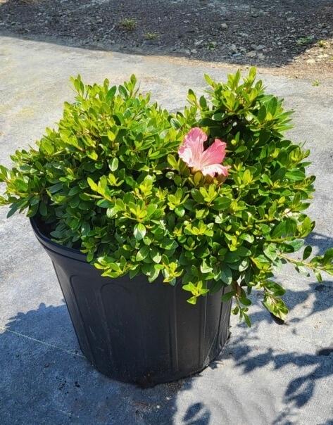 Rhododendron Satsuki hybrid Gumpo Pink