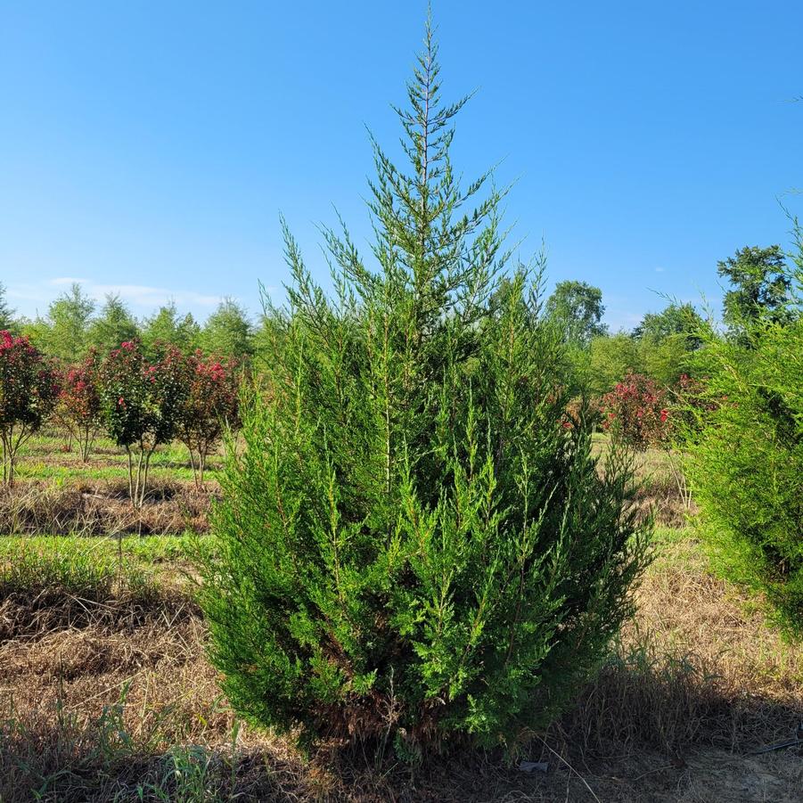 Juniperus virginiana - Eastern Red Cedar from Jericho Farms