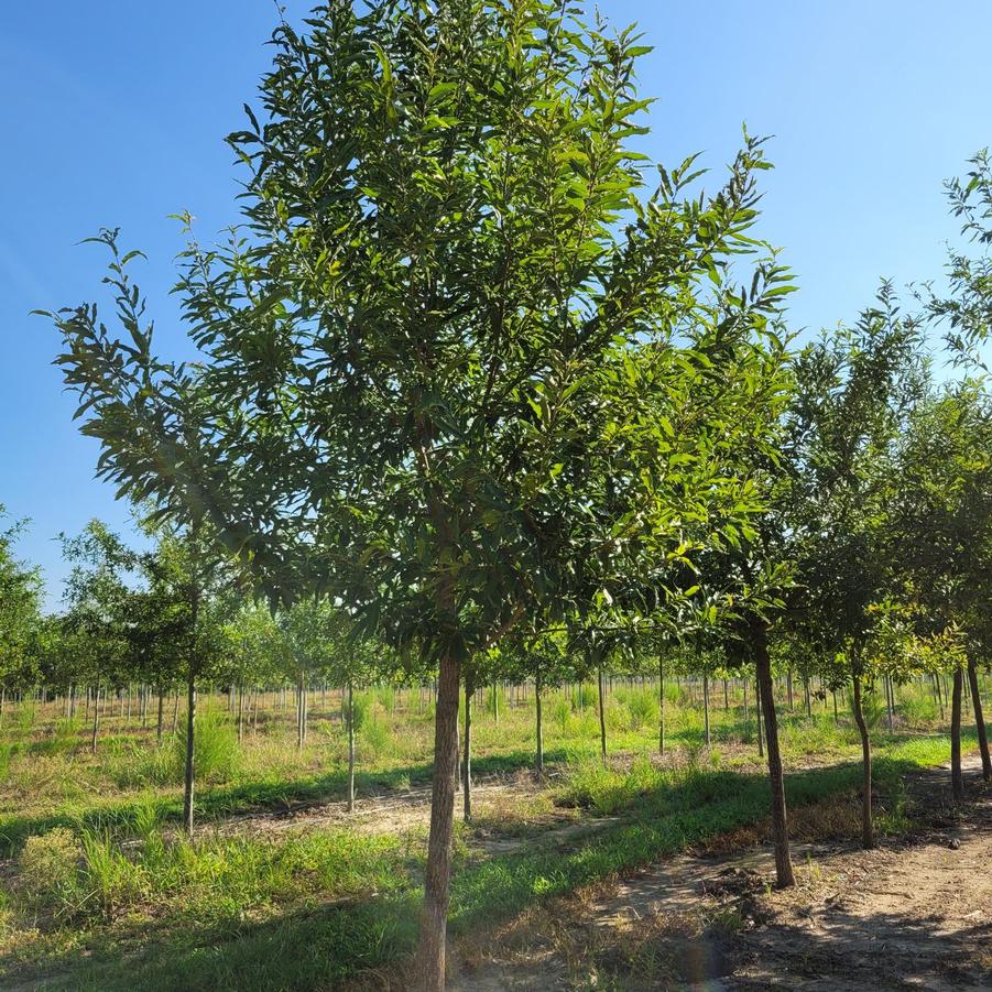 Quercus acutissima - Sawtooth Oak from Jericho Farms