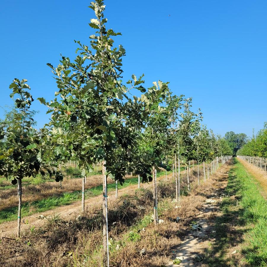 Quercus bicolor - Swamp White Oak from Jericho Farms