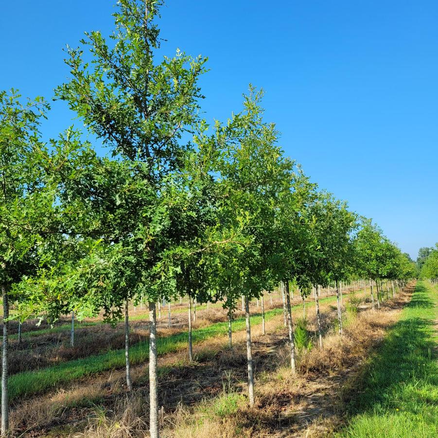 Quercus lyrata - Overcup Oak from Jericho Farms