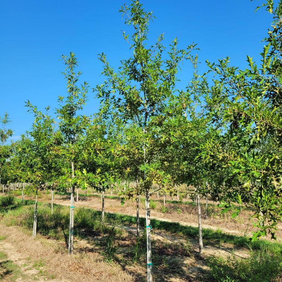 Quercus nuttallii - Nuttall Oak from Jericho Farms