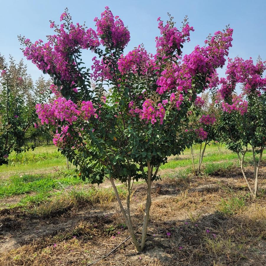 Lagerstroemia 'Twilight' - Crapemyrtle from Jericho Farms