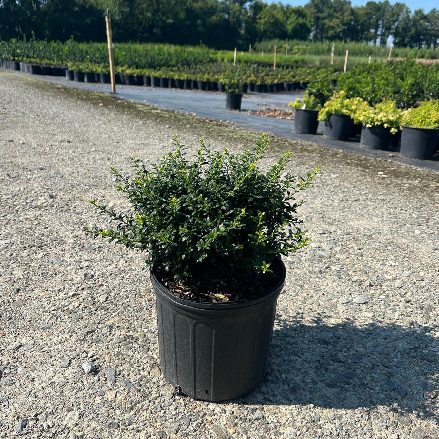 Ilex crenata 'Soft Touch' - Compact Japanese Holly from Jericho Farms