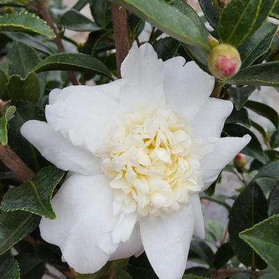 Camellia Ice Angels® Winter's Snowman