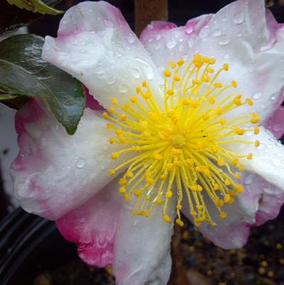 Camellia sasanqua Hana Jiman