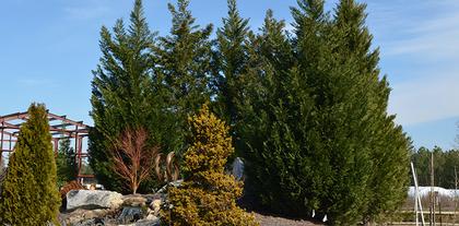 Best Trees for Screening your Property