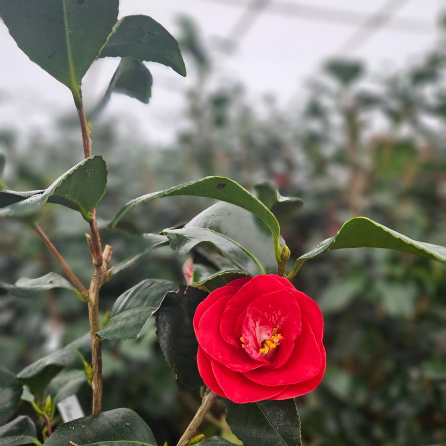 Camellia japonica 'Greensboro Red' - Camellia from Jericho Farms