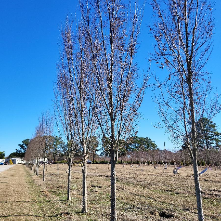 Ulmus parviflolia 'Everclear™' - Chinese Elm from Jericho Farms