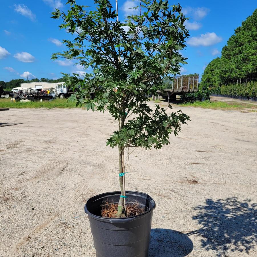 Acer palmatum 'Emperor 1�' - Japanese Maple from Jericho Farms