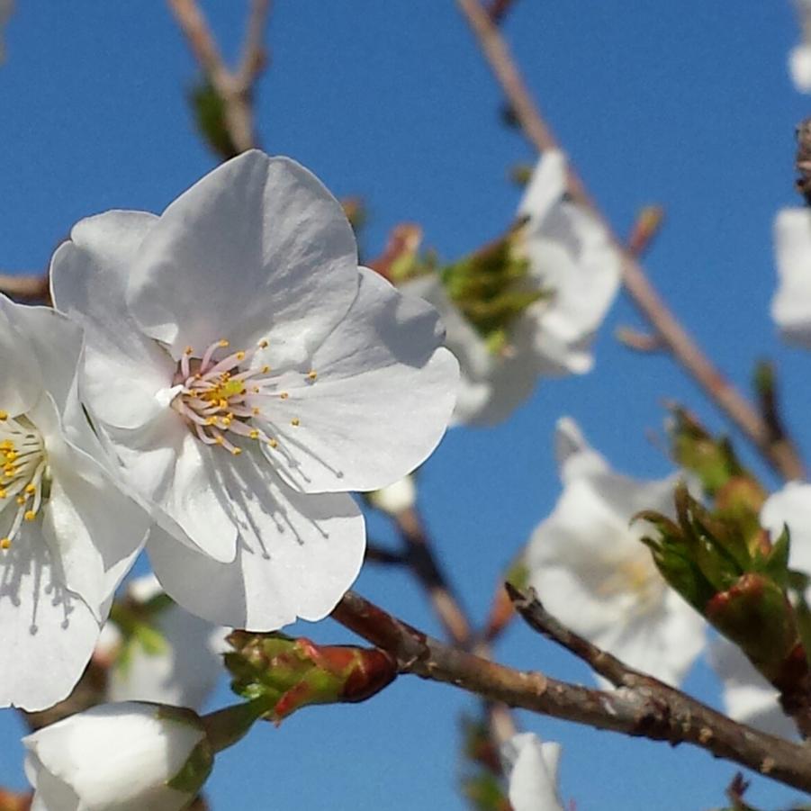 Prunus serrulata 'Snow Goose' - Flowering Cherry from Jericho Farms