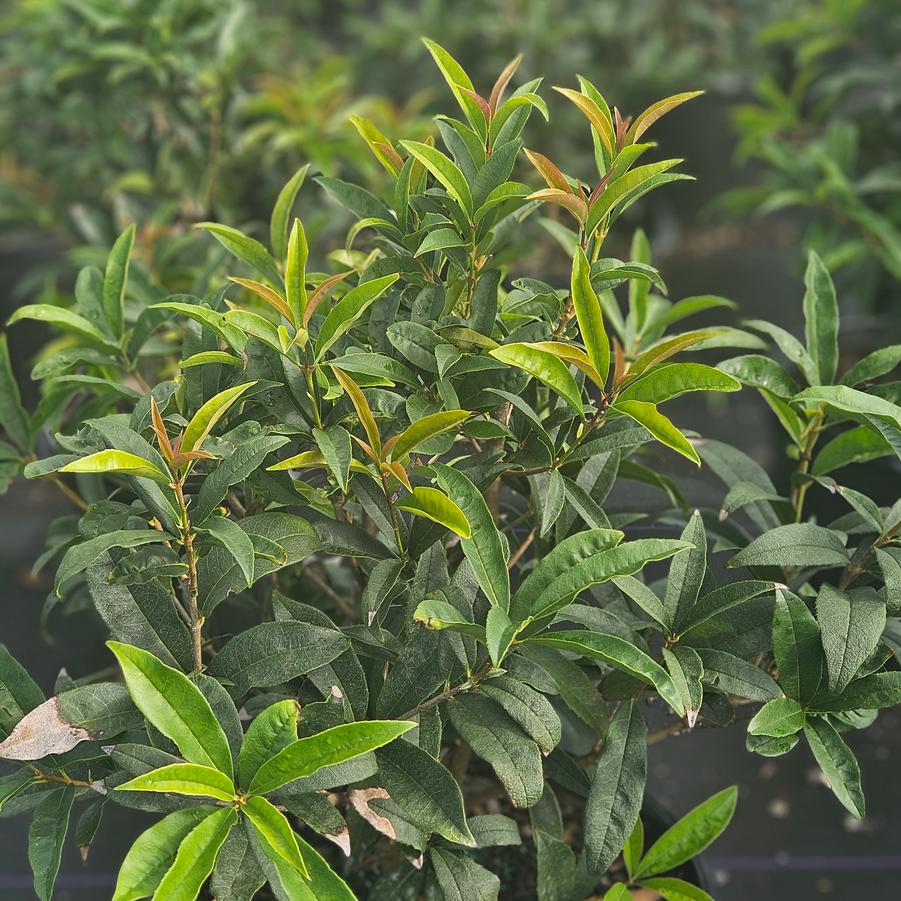 Osmanthus fragrans 'Fudingzhu' - Sweet Tea Olive from Jericho Farms