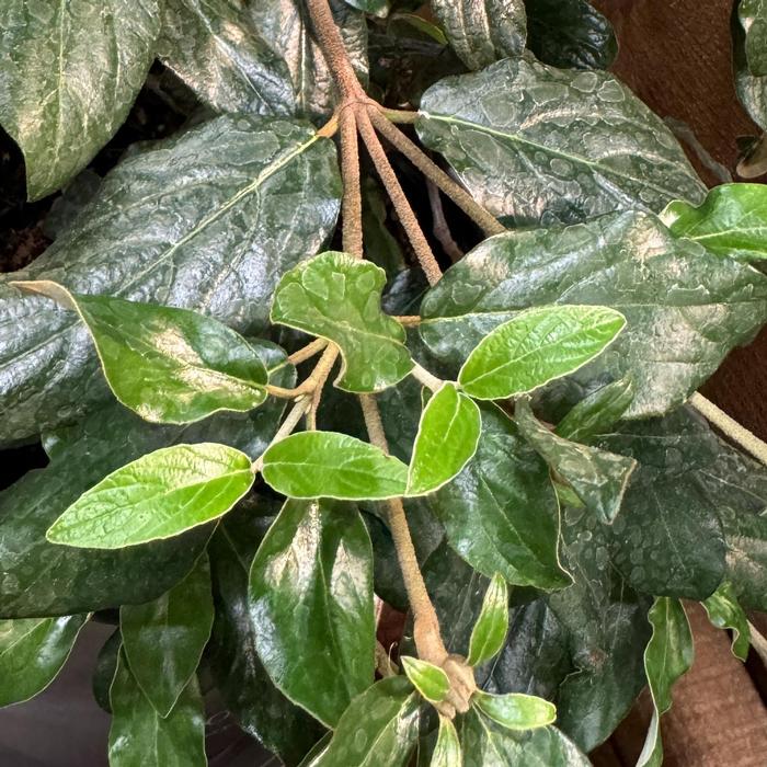 Viburnum x burkwoodii Snowy River&trade;