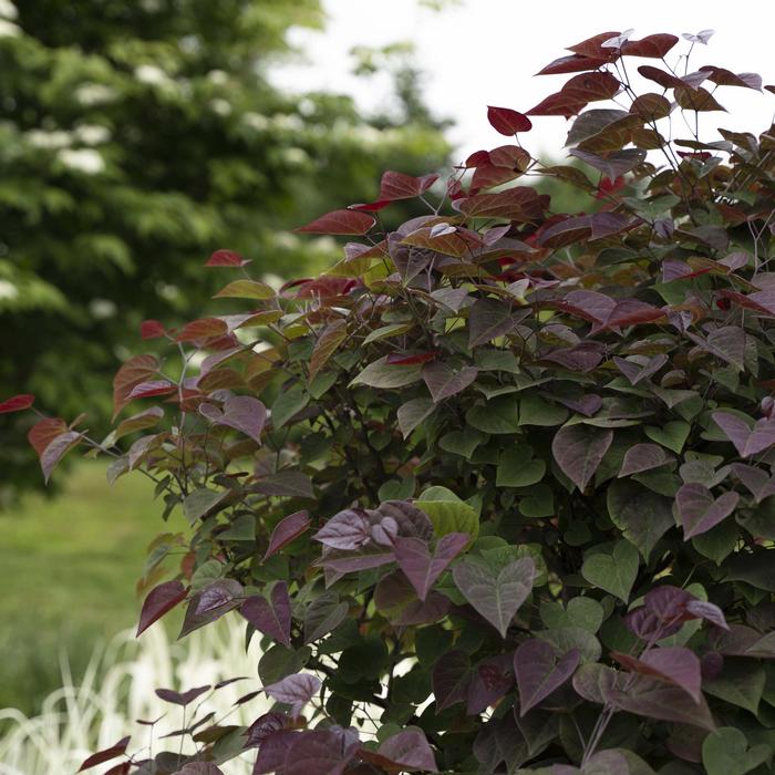 Cercis canadensis Garden Gems&reg; Amethyst