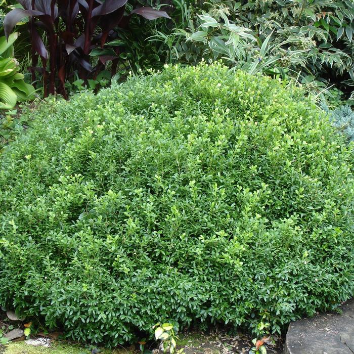 Buxus NewGen Liberty Belle&reg;