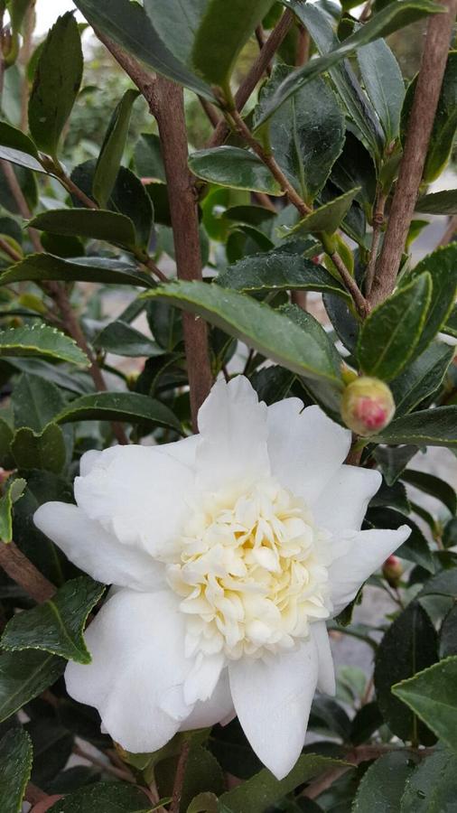 Camellia Ice Angels� 'Winter's Snowman' - Camellia from Jericho Farms