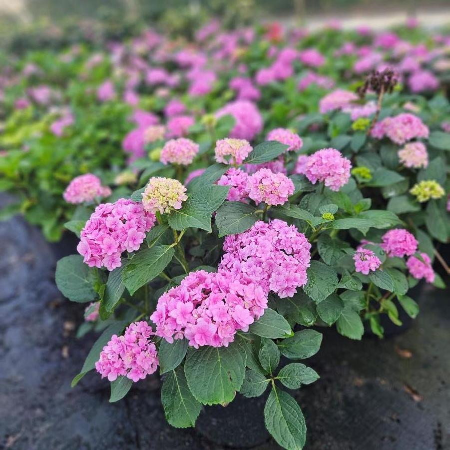 Hydrangea macrophylla 'Double Down®' - Bigleaf Hydrangea from Jericho Farms