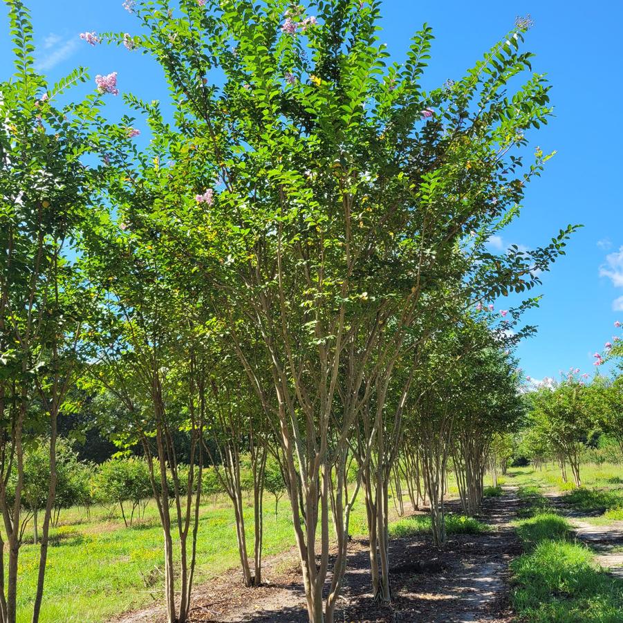 Lagerstroemia indica x fauriei 'Muskogee' - Crape Myrtle from Jericho Farms