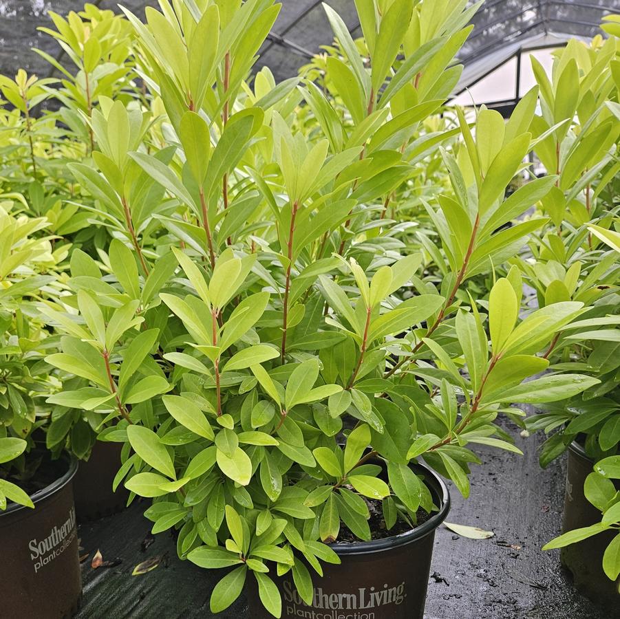 Illicium parviflorum 'Florida Sunshine' - Florida Anise from Jericho Farms
