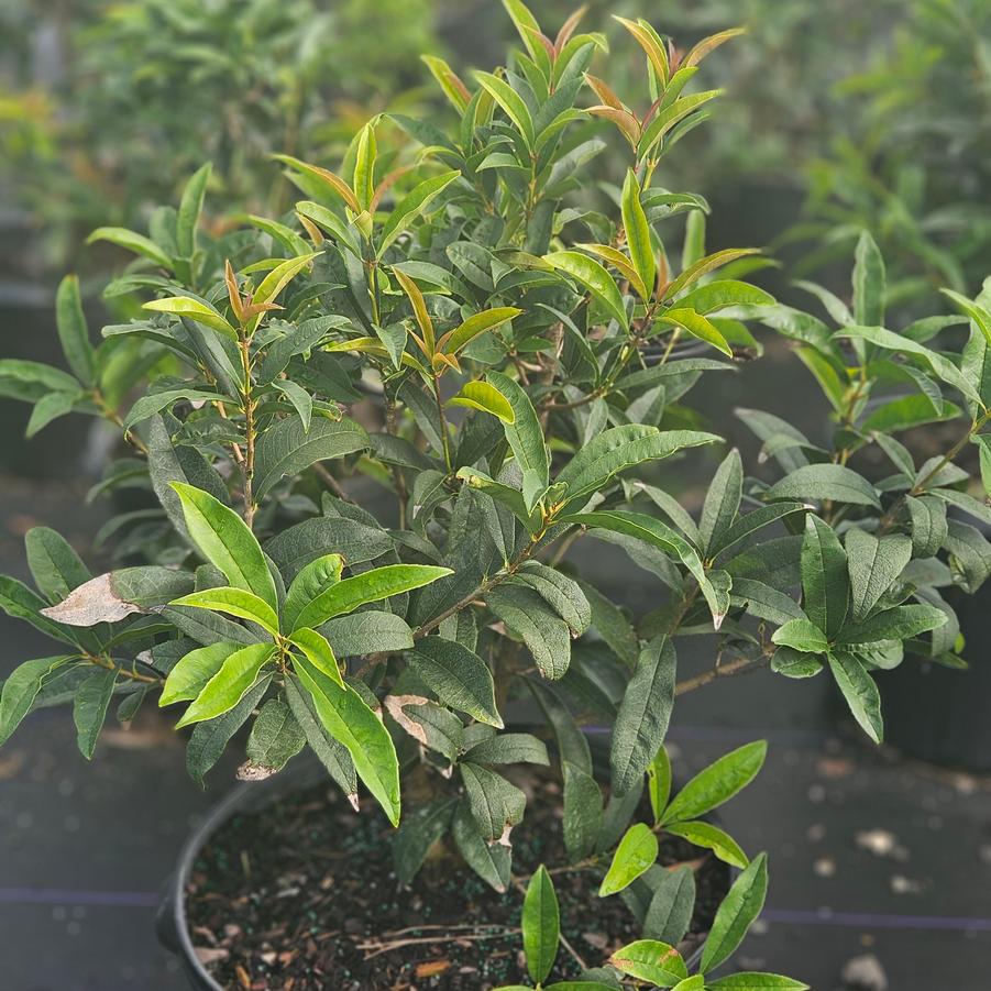 Osmanthus fragrans 'Fudingzhu' - Fragrant Olive from Jericho Farms