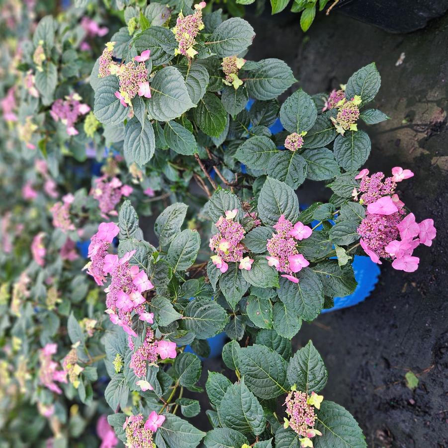 Hydrangea macrophylla 'Pop Star®' - Bigleaf Hydrangea from Jericho Farms