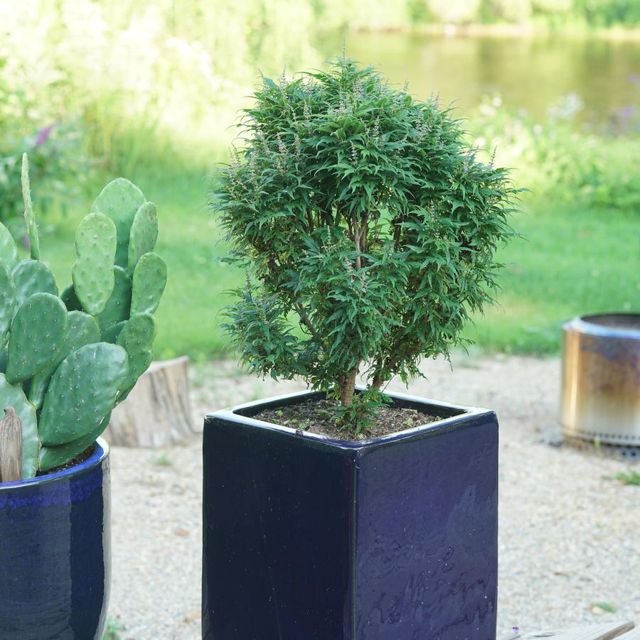 Photo courtesy of Proven Winners ColorChoice Shrubs
