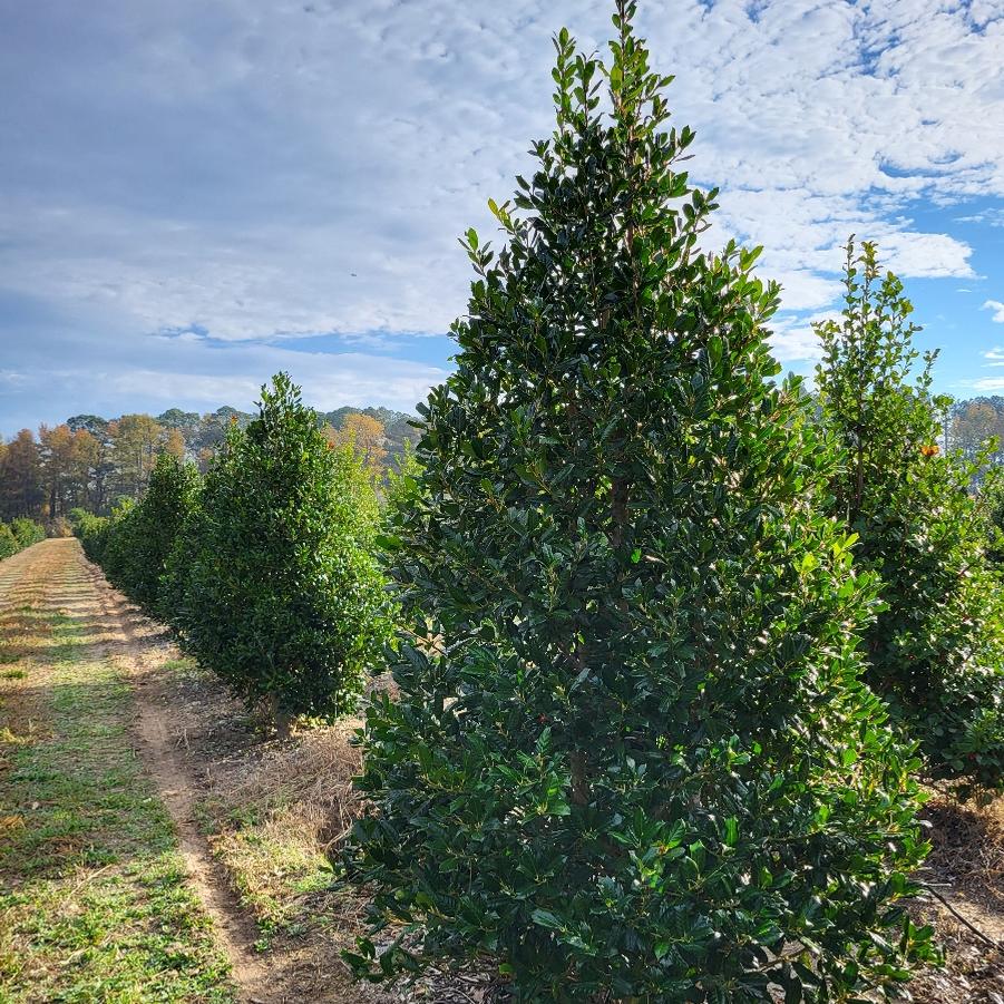 Ilex 'Nellie R. Stevens' - Holly from Jericho Farms