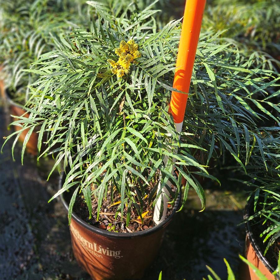 Mahonia eurybracteata 'Soft Caress' - Grape Holly from Jericho Farms