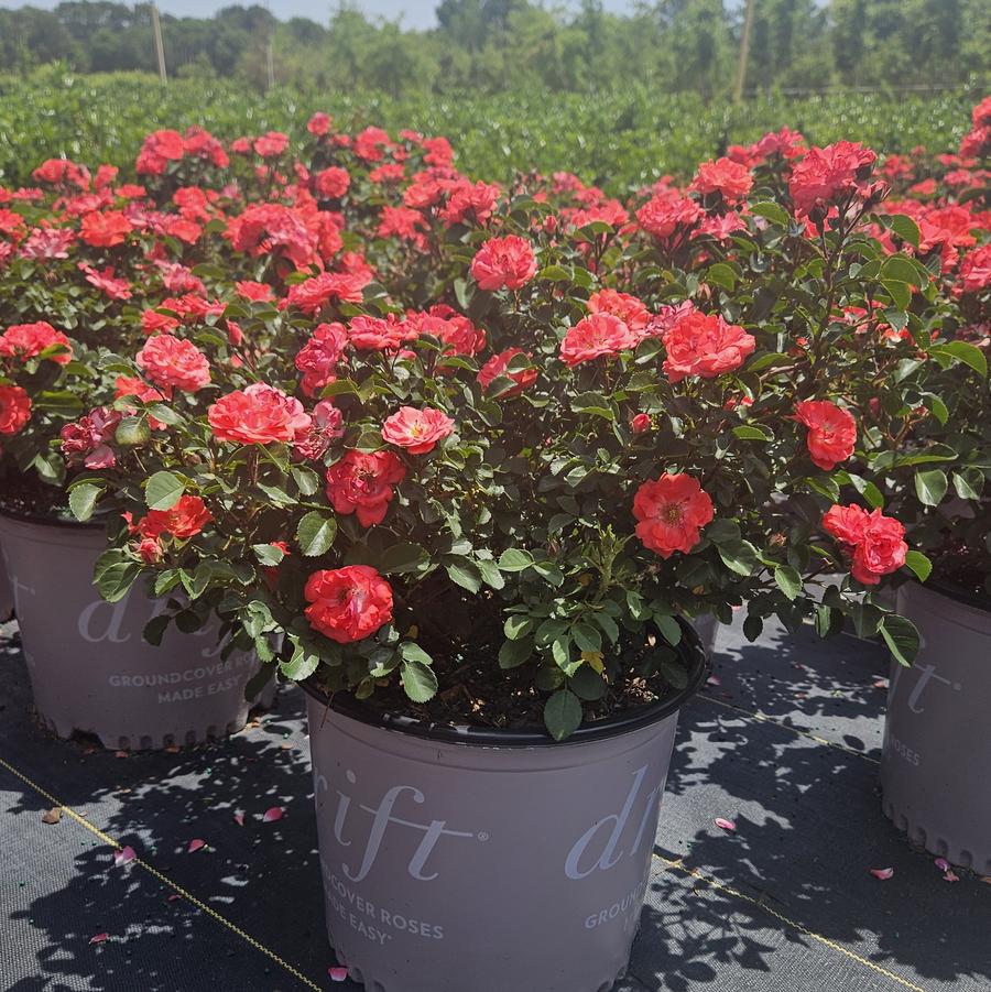 Rosa 'Coral Drift®' - Rose from Jericho Farms