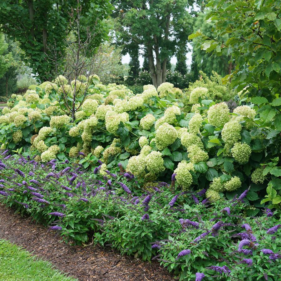 Photo courtesy of Proven Winners ColorChoice Shrubs
