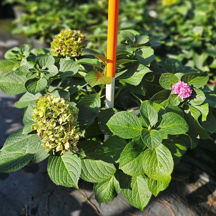 Hydrangea macrophylla 'Double Down®' - Bigleaf Hydrangea from Jericho Farms