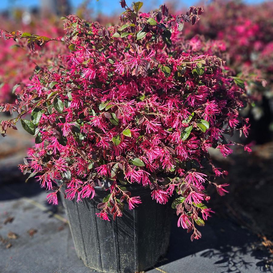 Loropetalum chinense var. rubrum 'Daruma' - Chinese Fringeflower from Jericho Farms