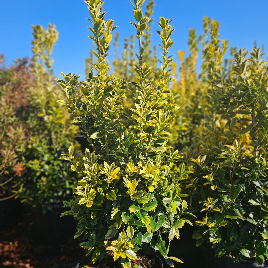 Ilex 'Golden Oakland�' - Holly from Jericho Farms