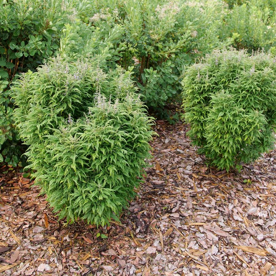 Photo courtesy of Proven Winners ColorChoice Shrubs
