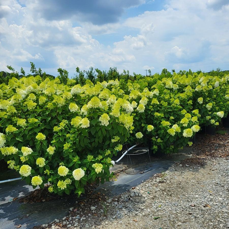 Hydrangea paniculata 'Limelight Prime�' - Panicle Hydrangea from Jericho Farms