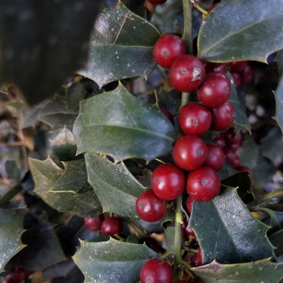 Ilex 'Christmas Jewel�' - Holly from Jericho Farms