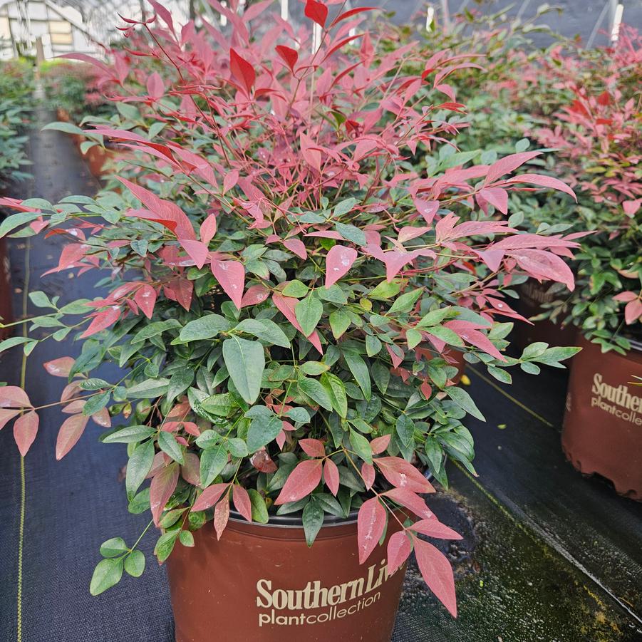 Nandina domestica 'Obsession™' - Nandina from Jericho Farms
