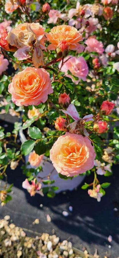 Rosa 'Apricot Drift�' - Rose from Jericho Farms