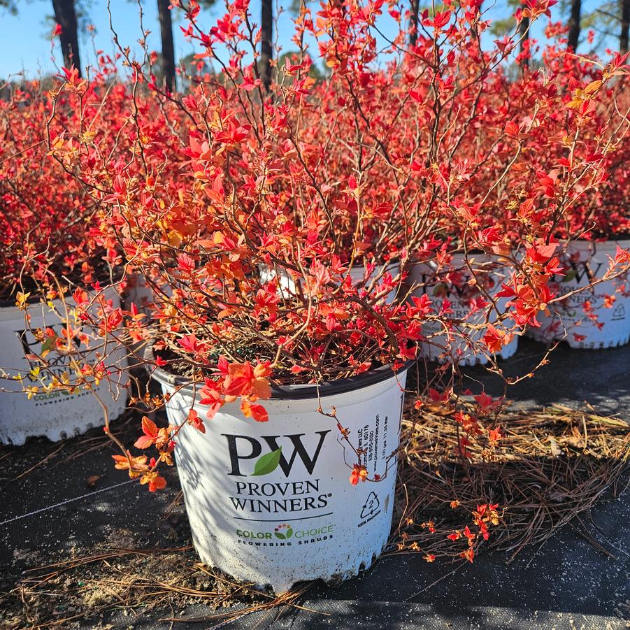 Early Spring - Spiraea japonica Double Play� 'Candy Corn�' - Double Play� Candy Corn� Spirea from Jericho Farms